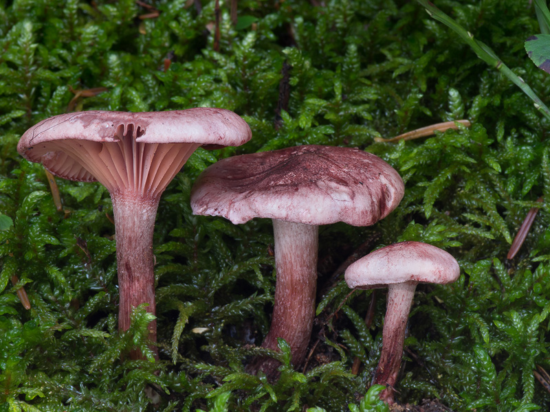 Hygrophorus capreolarius